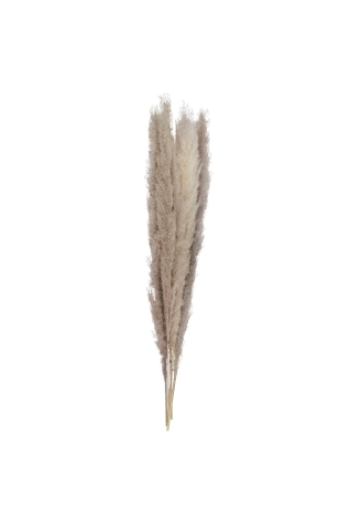 Ginger Ray PAM-531 Pampas Grass Natural