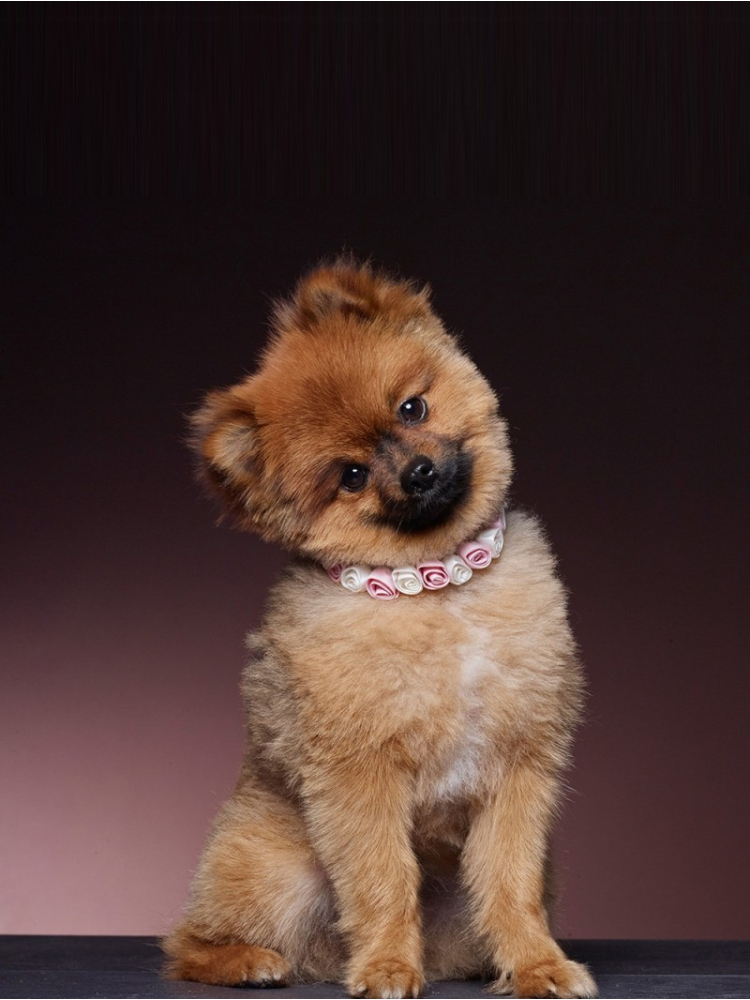 Poirier SAM-03 Halsbandje main product photo